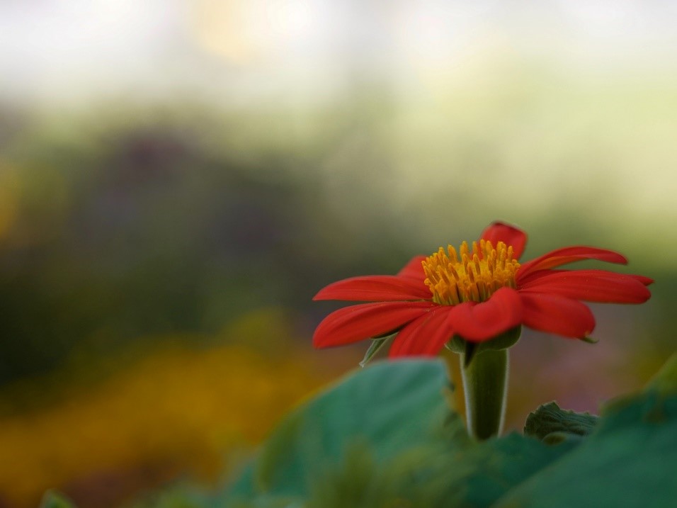 Una flor amarilla

Descripción generada automáticamente